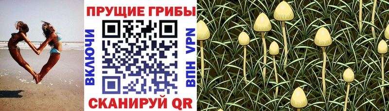 ОМГ ОМГ как войти  Белоозёрский  Галлюциногенные грибы ЛСД 